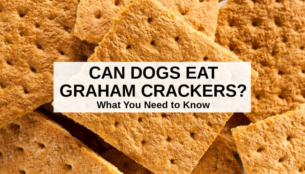Can Dogs Eat Graham Crackers? What You Need To Know Fina Music Blog